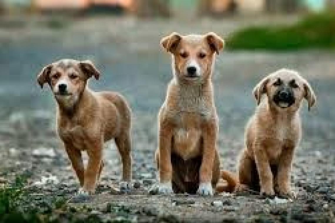 Un mes dedicado a nuestras mascotas