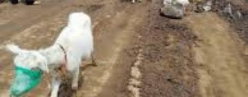 COVID-19: Cabra “arrestada” por no usar tapapocas