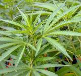 Cannabis sativa: del oscurantismo al acceso a un medicamento seguro