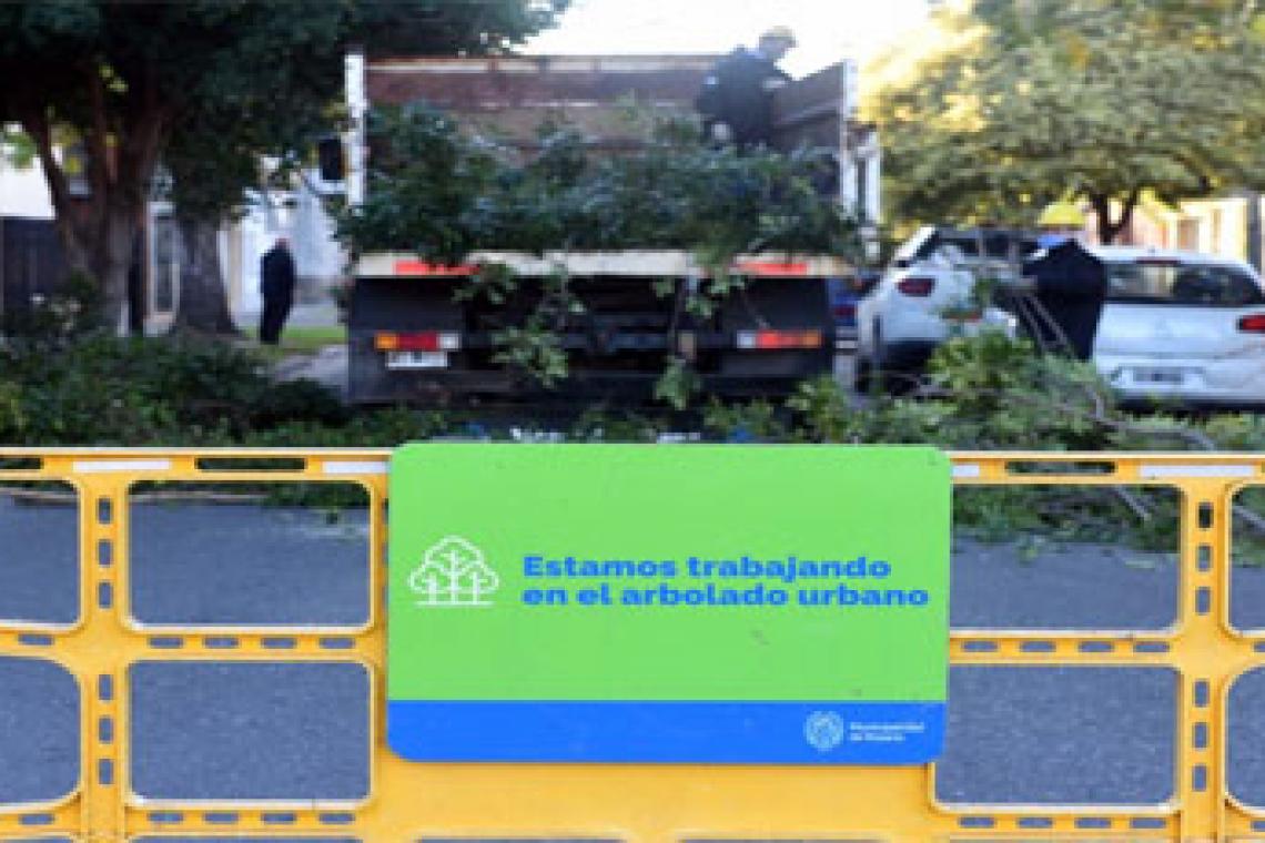 Arbolado: el plan de poda municipal alcanzará a 40.000 ejemplares en toda la ciudad