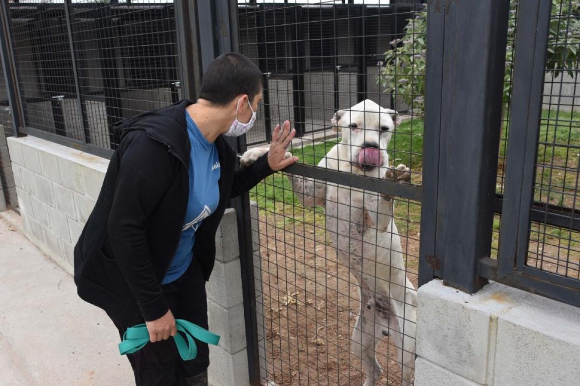 Se inició el traslado de los perros del IMUSA al Centro de Adopción Municipal