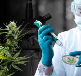 Diputados convirtió en ley el desarrollo del cannabis medicinal
