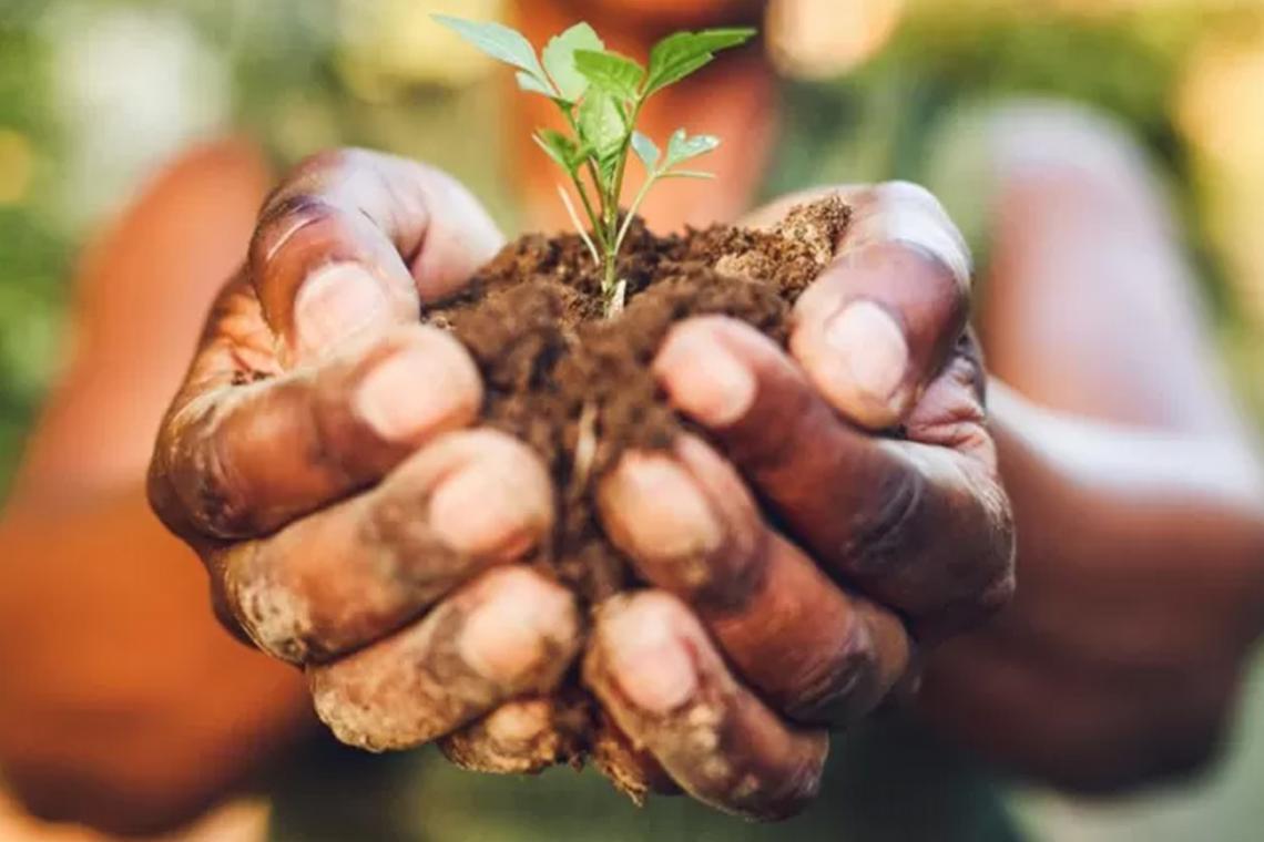 Los alimentos del futuro: ¿qué comeremos en 2050?