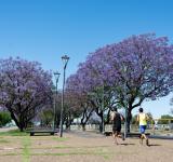 Semana del árbol: el municipio hará actividades para visibilizar la importancia del arbolado frente al cambio climático