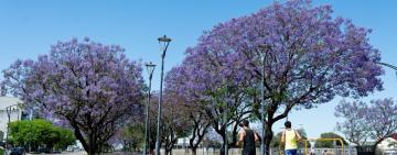 Semana del árbol: el municipio hará actividades para visibilizar la importancia del arbolado frente al cambio climático