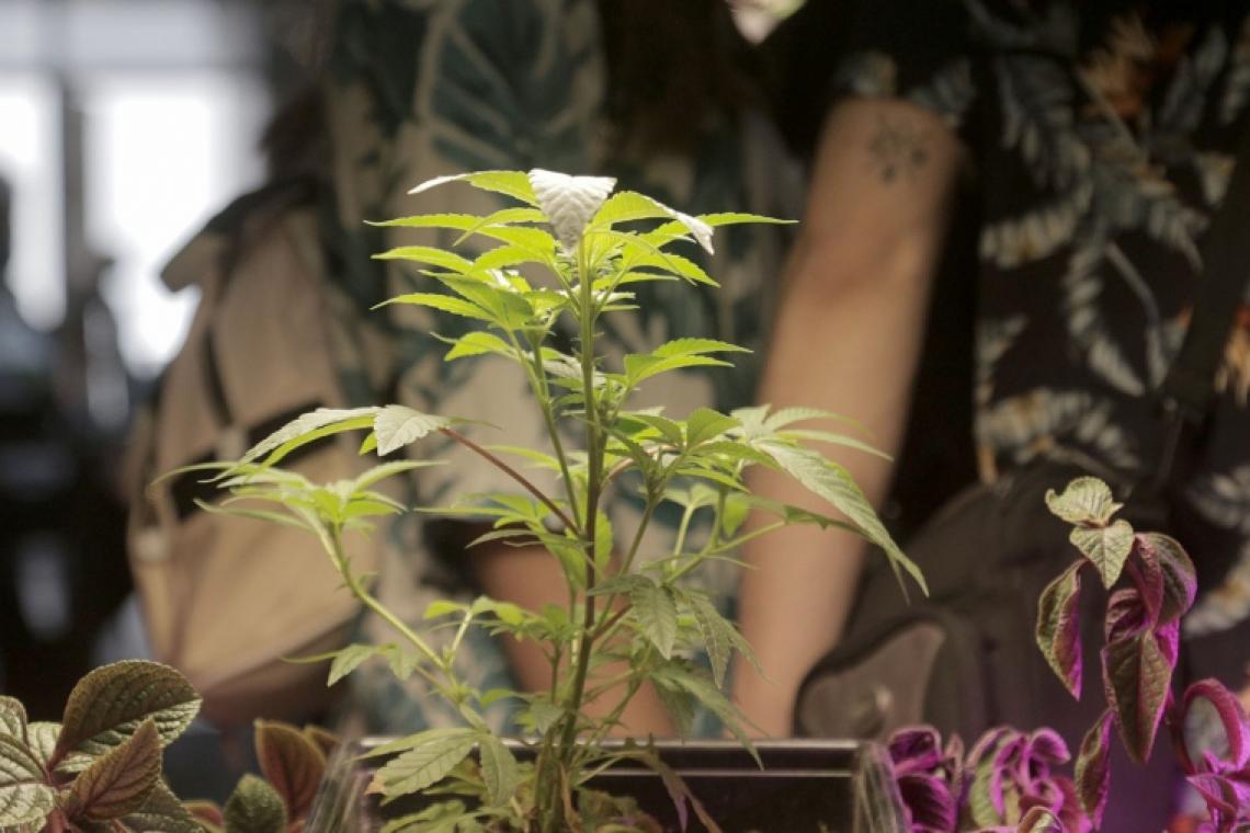 Investigadores apuntan al desarrollo genético del cannabis medicinal con bioinformática