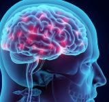 Por qué las neuronas cambian sus circuitos de conexión en distintas áreas del cerebro?