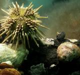 Científicas patagónicas desarrollaron un suplemento dietario a partir del erizo de mar