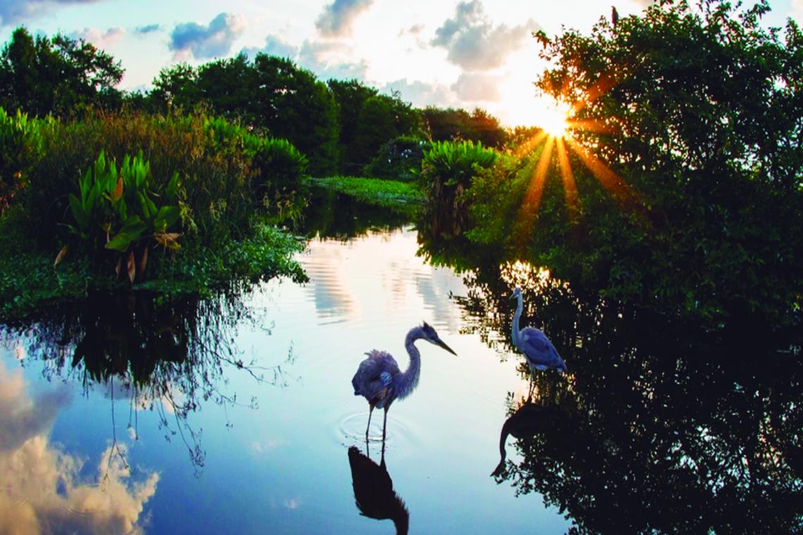 Advierten que más del 35% de los humedales del mundo desaparecieron en los últimos 50 años
