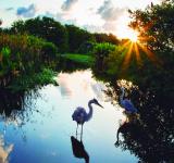 Advierten que más del 35% de los humedales del mundo desaparecieron en los últimos 50 años