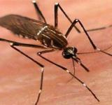 El Municipio confirmó el primer caso de chikungunya importado en la ciudad