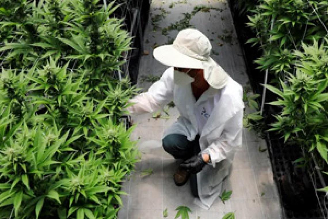 Cultivar marihuana en América Latina (y quiénes dominan el negocio)