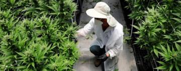 Cultivar marihuana en América Latina (y quiénes dominan el negocio)