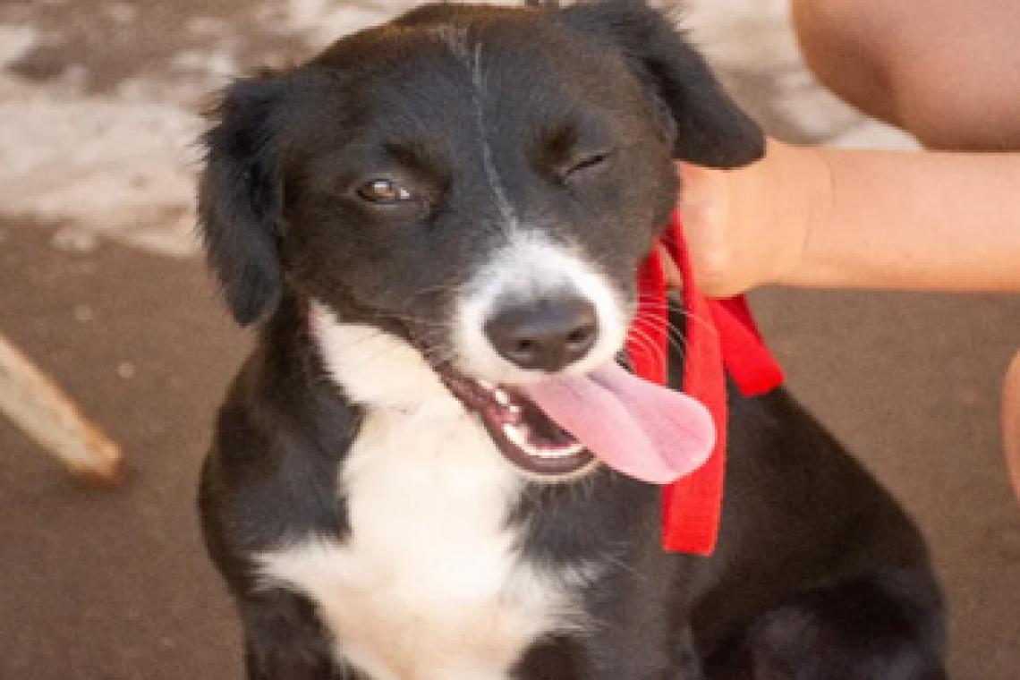 El municipio lanza el registro online de postulantes para adopción de animales de compañía