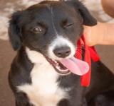 El municipio lanza el registro online de postulantes para adopción de animales de compañía