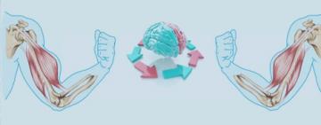 La educación cruzada, el fenómeno por el que entrenar una extremidad sana puede ayudar a curar la lesionada