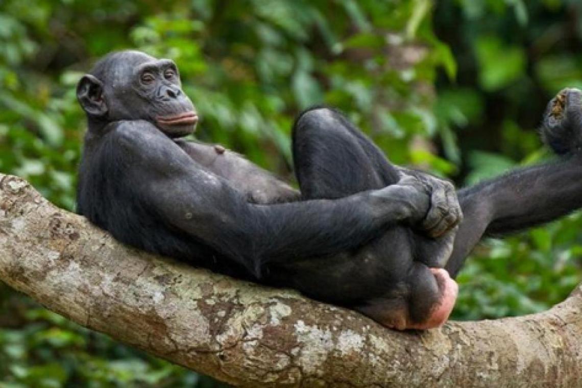 Importante estudio explica orígenes y ventajas de la masturbación