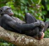 Importante estudio explica orígenes y ventajas de la masturbación