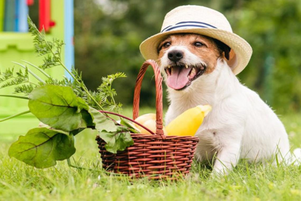 ¡Dieta vegana para perros, que sabemos! 