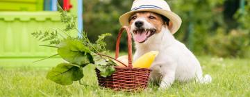 ¡Dieta vegana para perros, que sabemos! 