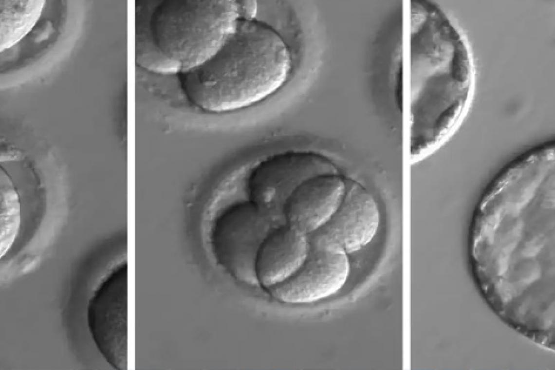 Fabrican por primera vez embriones humanos sintéticos