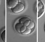 Fabrican por primera vez embriones humanos sintéticos