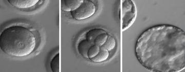 Fabrican por primera vez embriones humanos sintéticos