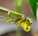 Hallan componente CBD del cannabis en planta común en Brasil