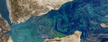 Más de la mitad del océano ha cambiado de color