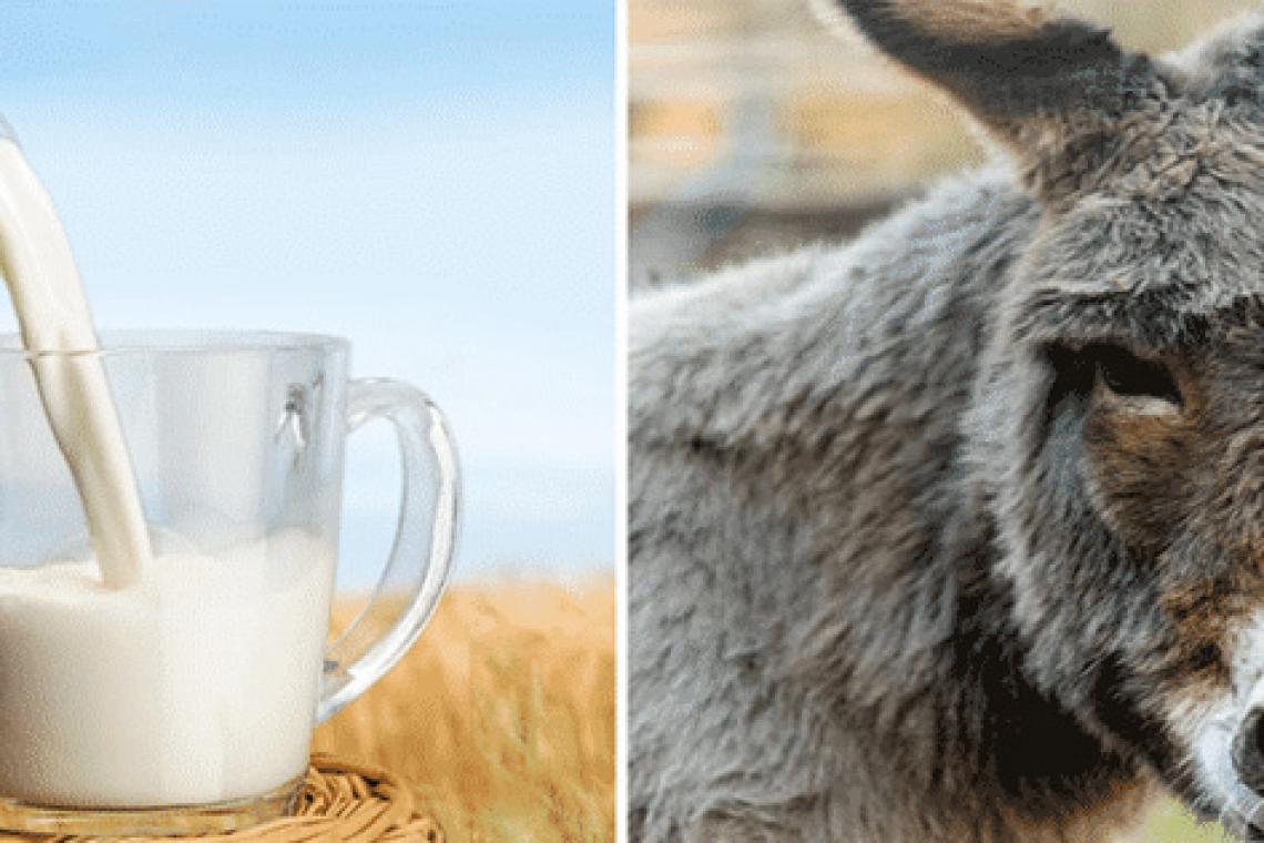 Impulsan la producción de leche de burra destinada a personas alérgicas a los lácteos vacunos