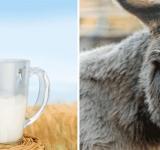 Impulsan la producción de leche de burra destinada a personas alérgicas a los lácteos vacunos