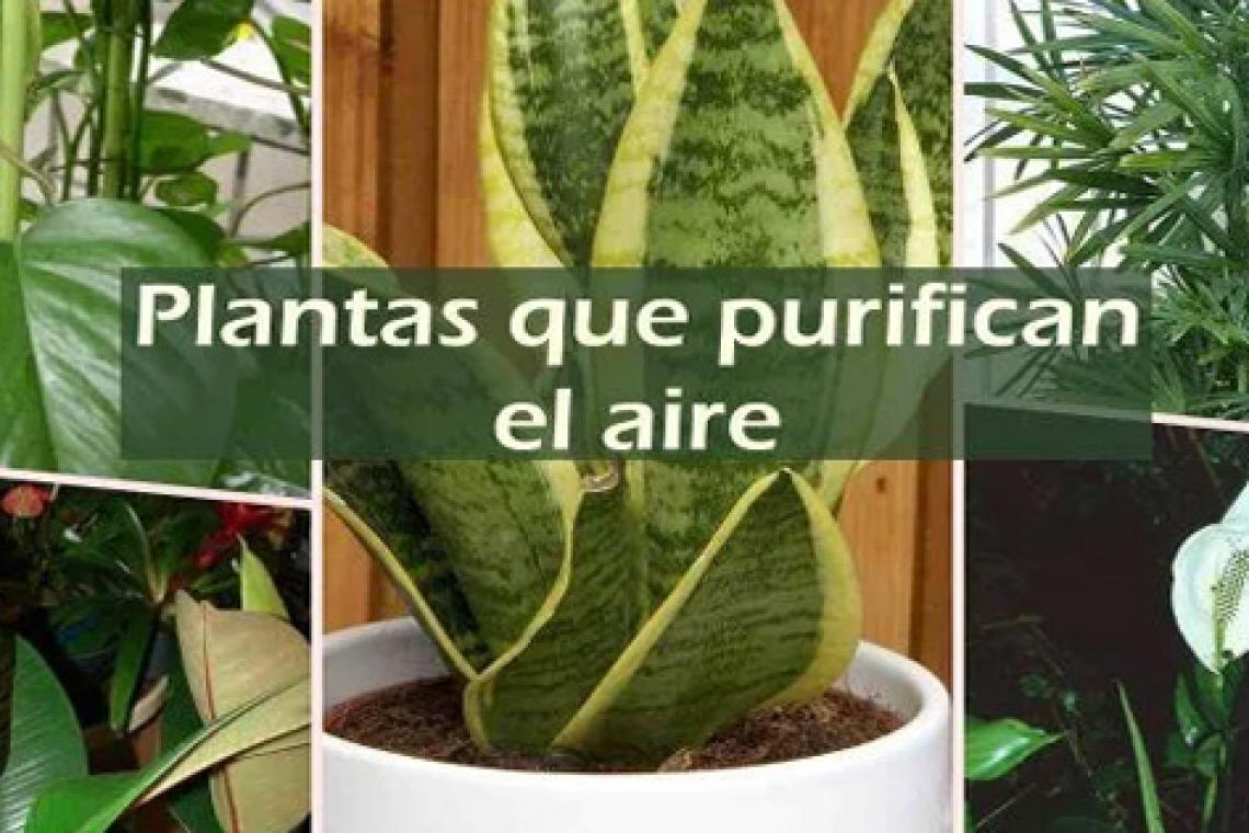 Para purificar el aire de tu casa, las plantas, ¡qué tan efectivas son! 