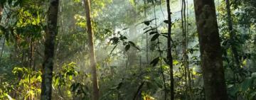 Fotosíntesis de los bosques tropicales podría fallar pronto