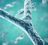 La primera secuencia completa del “extraño” cromosoma Y 