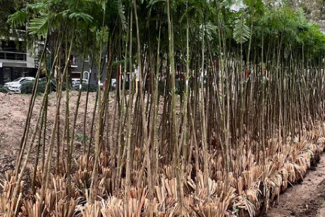 La Municipalidad celebra la semana del árbol con actividades participativas
