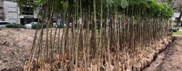 La Municipalidad celebra la semana del árbol con actividades participativas