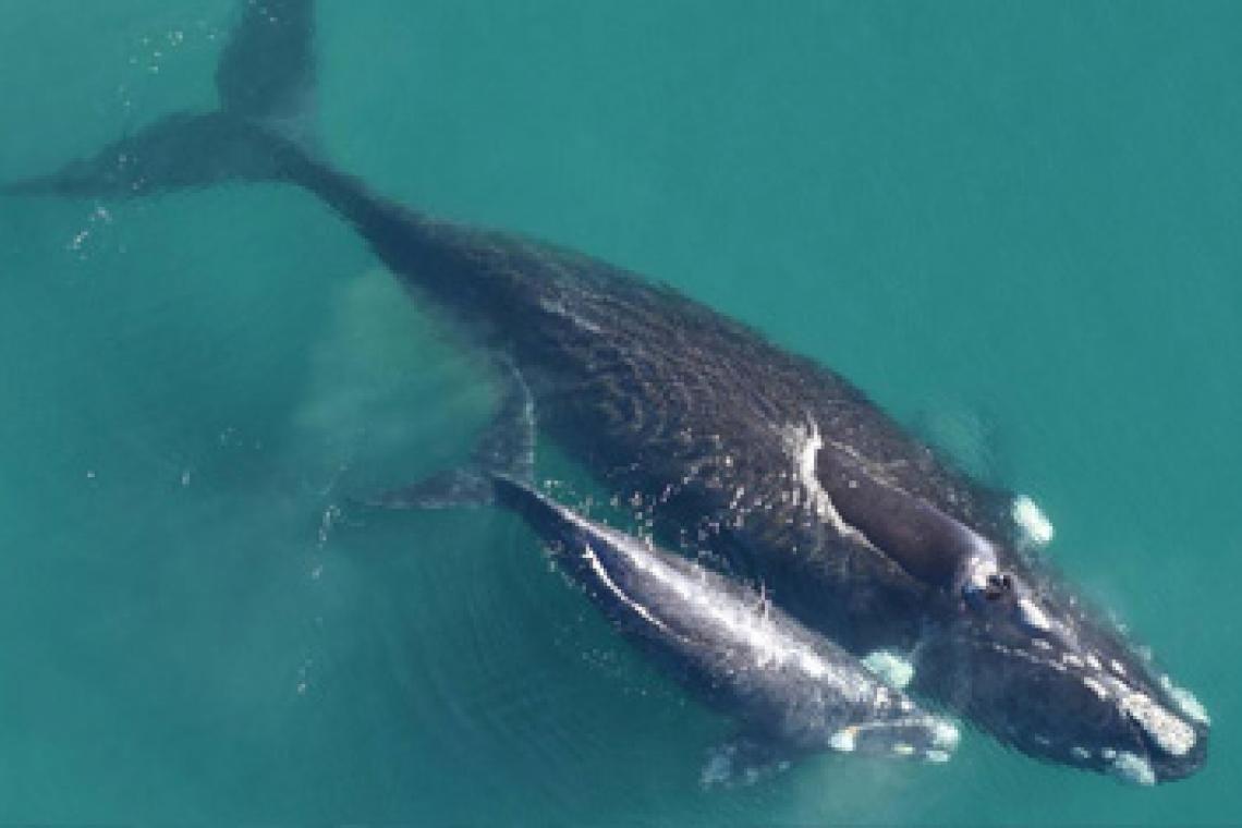 Estudian cómo se comunican las ballenas madres con sus crías