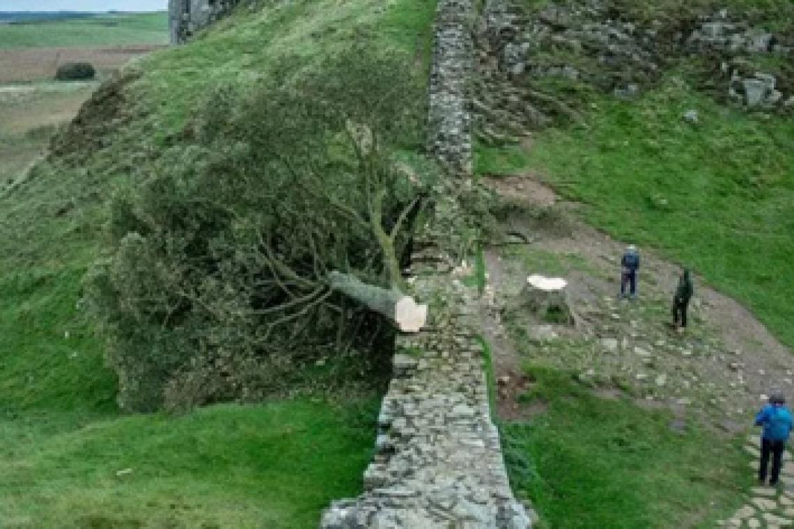 La indignación en Reino Unido después de que un vándalo talara el icónico "árbol de Robin Hood"