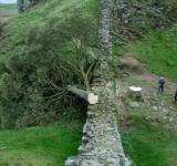 La indignación en Reino Unido después de que un vándalo talara el icónico "árbol de Robin Hood"