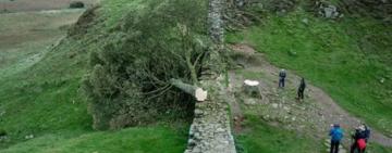 La indignación en Reino Unido después de que un vándalo talara el icónico "árbol de Robin Hood"