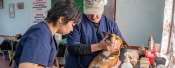 El programa barrial de castraciones sigue recorriendo la ciudad