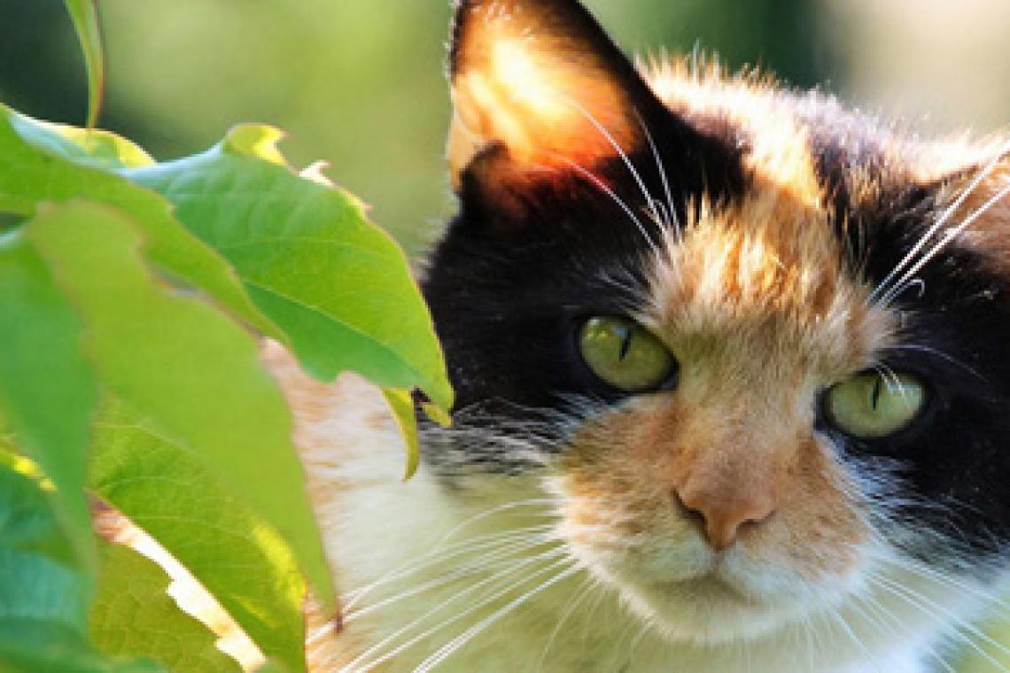 Científicos descubren por fin cómo ronronean los gatos