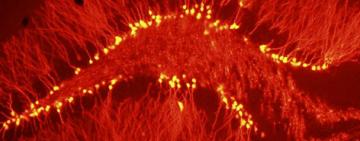 Investigadores argentinos descubren que el cerebro genera neuronas para "remodelar" memorias