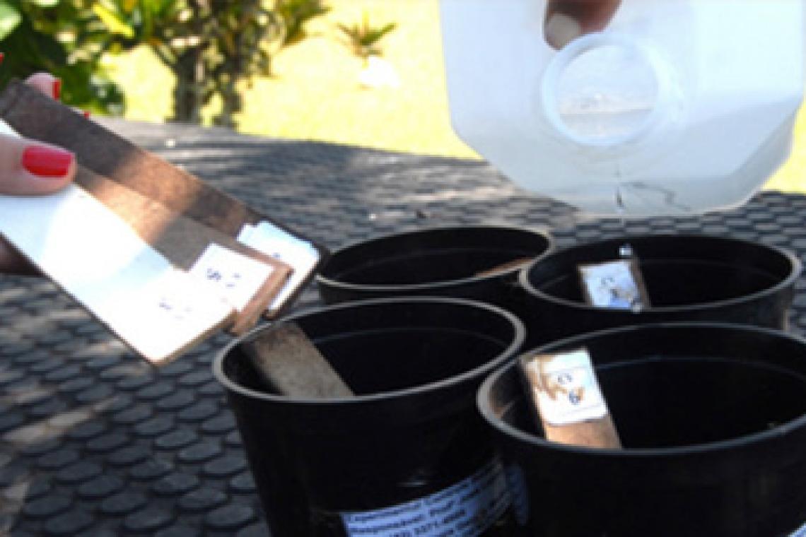Dengue: el municipio comenzó a instalar ovitrampas para monitorear al Aedes Aegypti