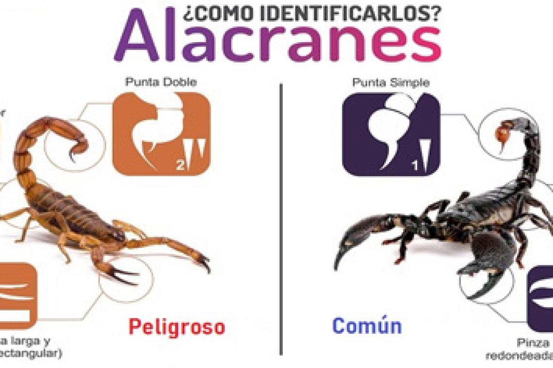 El ministerio de salud presentó la nueva guía de atención de Alacranismo