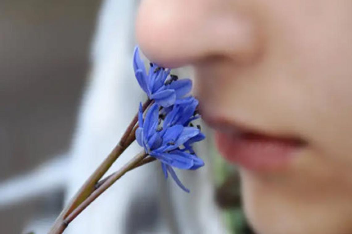 El ser humano huele "en estéreo", sugiere estudio científico