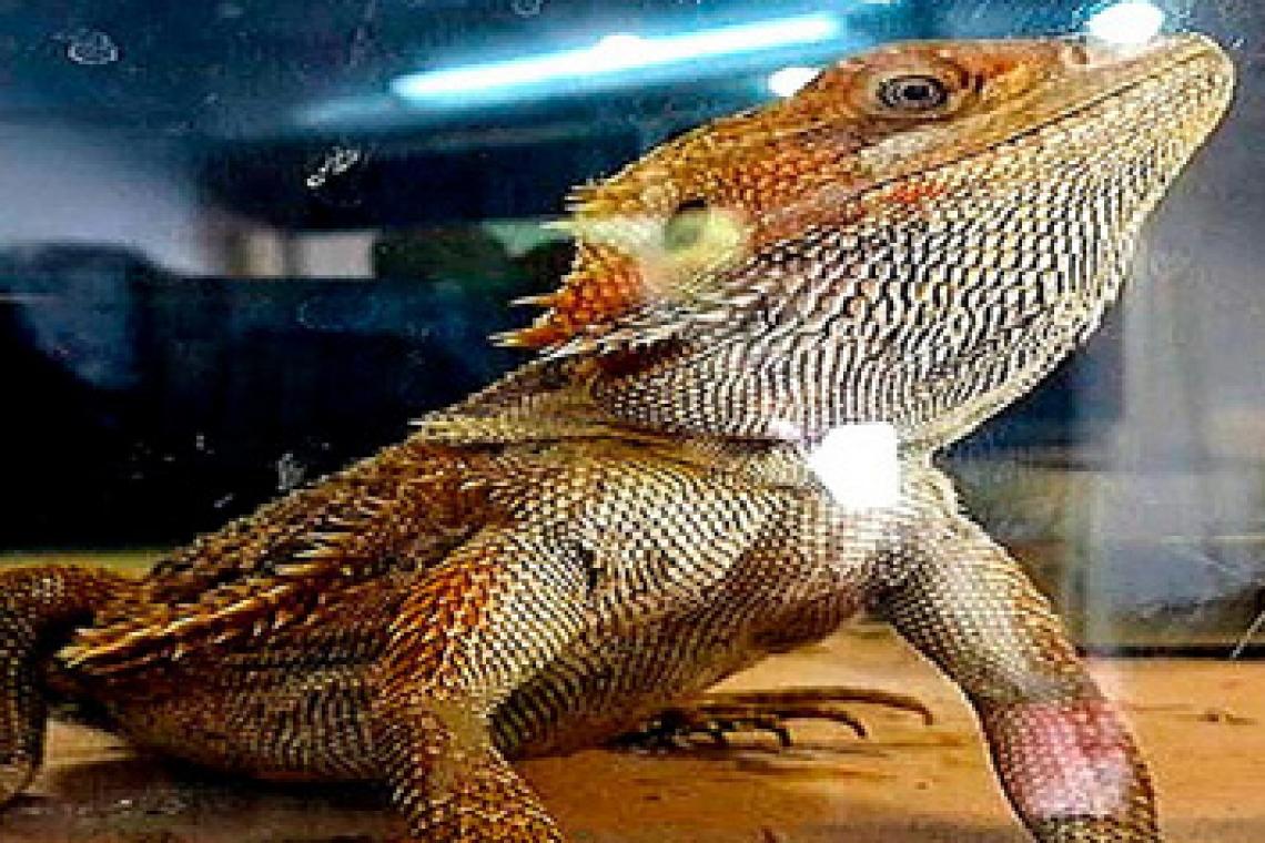 Secuestraron cinco lagartos pogona y ocho ranas albinas en Rosario