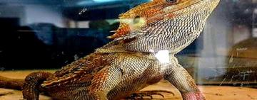 Secuestraron cinco lagartos pogona y ocho ranas albinas en Rosario