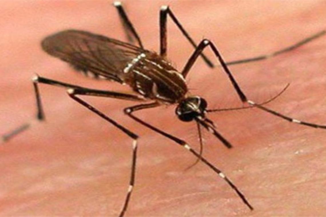 Los mosquitos, un problema de salud de todos