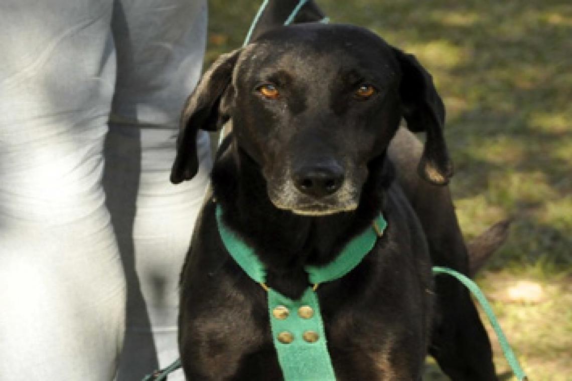 El municipio rescató 45 animales por situaciones de maltrato en menos de cinco meses